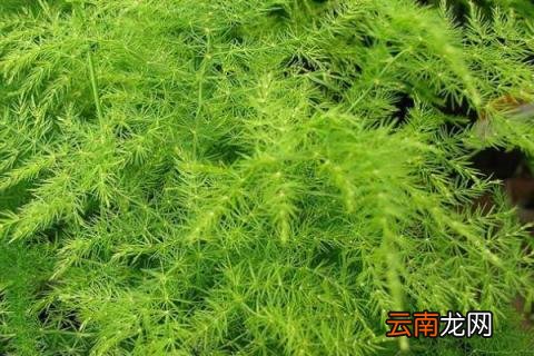冬天文竹的养殖方法和注意事项