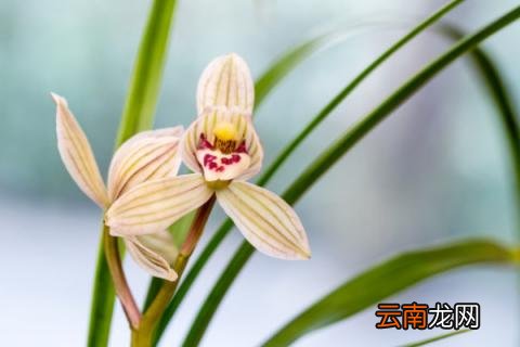 兰花冬季用不用搬到室内
