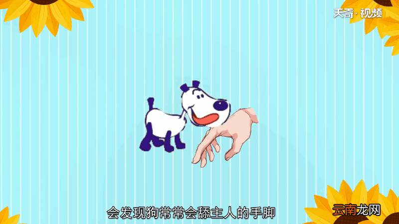 狗为什么喜欢舔主人的手脚 狗为何喜欢舔主人的手脚