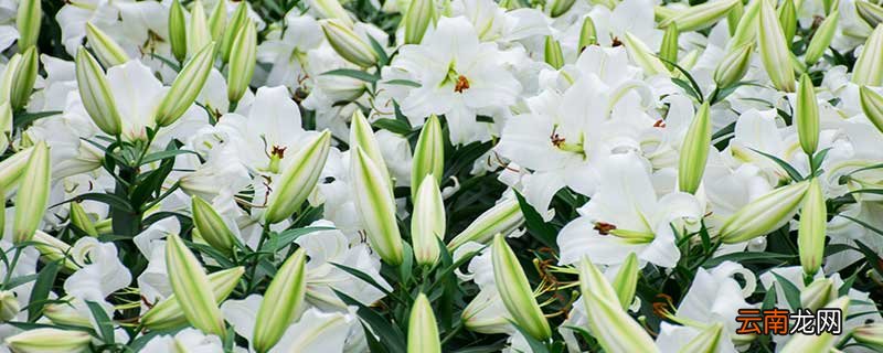 百合花的特点 百合花的特点有什么
