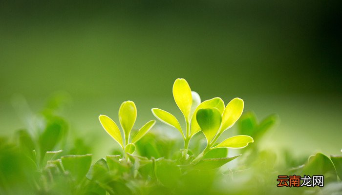 春归何处寂寞无行路的意思 春归何处寂寞无行路出自哪里