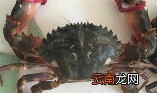 石蟹怎么储存 石蟹的保存方法