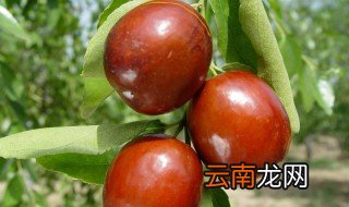 大枣怎么储存 大枣储存方法介绍