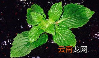 蓝莓酱怎么吃好吃窍门 蓝莓酱可以怎么吃
