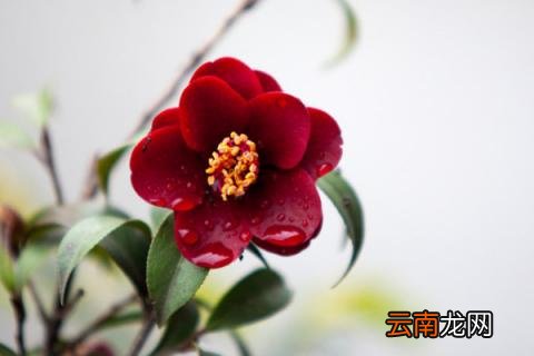 茶花夏天会开花吗