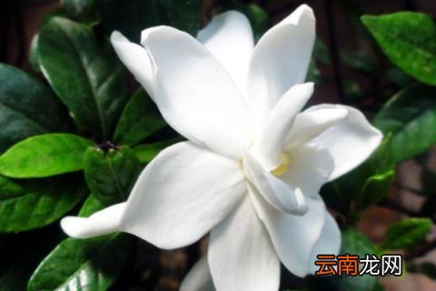 栀子花和栀子一样吗