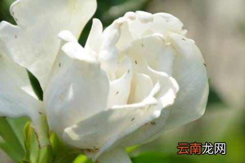 栀子花和栀子一样吗