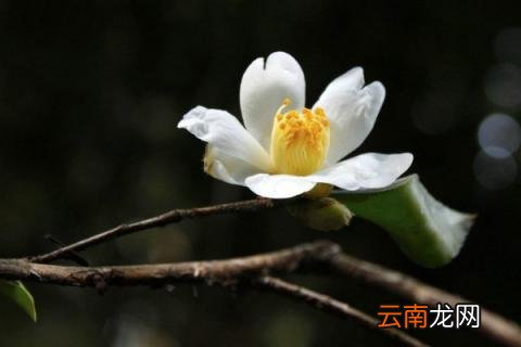 茶花怎么养