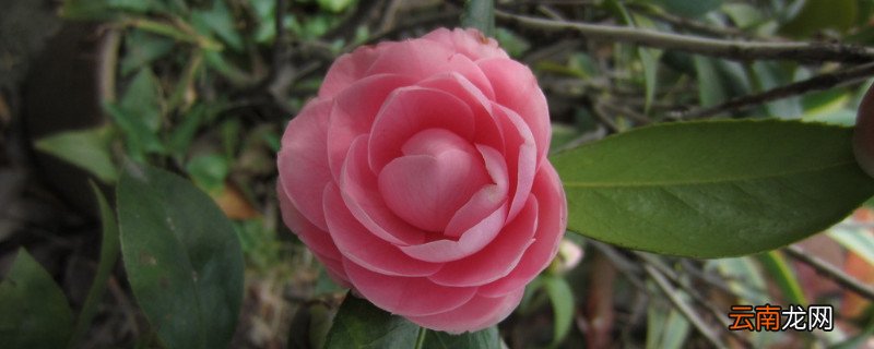 茶花怎么养