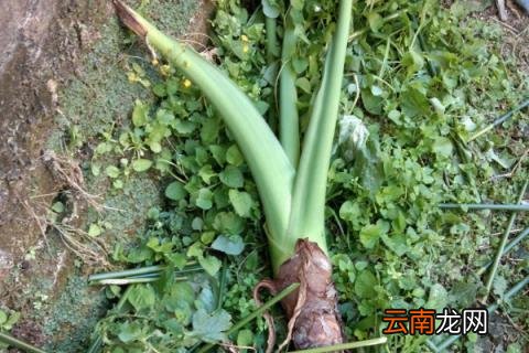 夏季滴水观音怎样施肥