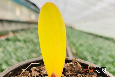 君子兰冬天可以放在室外吗