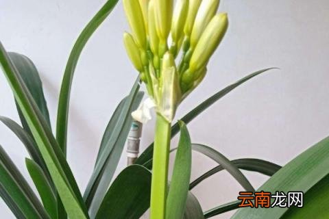 君子兰冬天可以放在室外吗