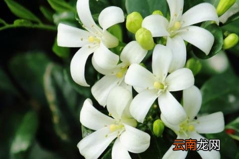 九里香冬季怎么养护