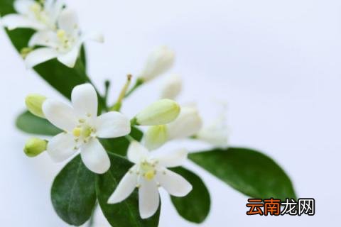 九里香冬季怎么养护