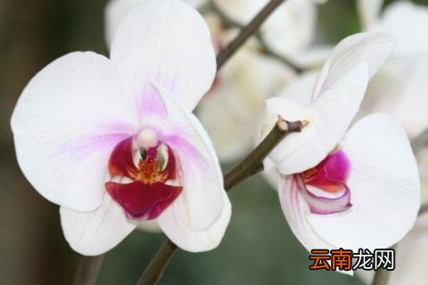 蝴蝶兰的根可以修剪吗