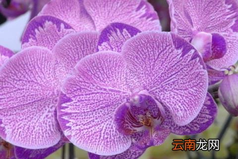 蝴蝶兰的根可以修剪吗