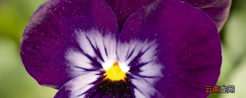蝴蝶兰春节能开花吗