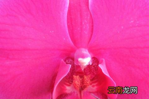 蝴蝶兰春节能开花吗