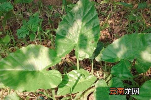滴水观音冬天怎么养