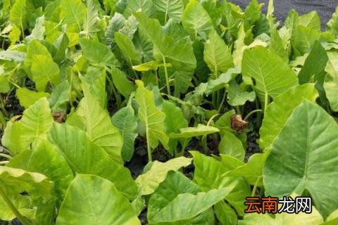 滴水观音冬天怎么养