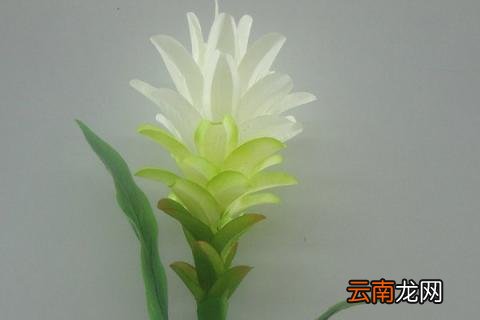 鸿运当头冬季怎样过冬
