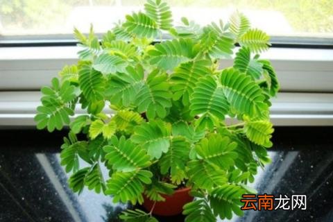 为什么含羞草的叶子一碰就会合拢