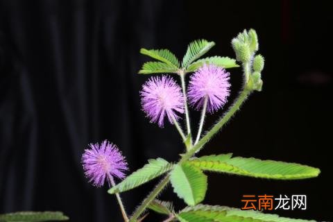 为什么含羞草的叶子一碰就会合拢