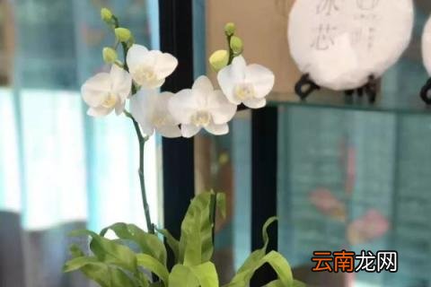 蝴蝶兰什么时候种植好