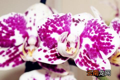 蝴蝶兰什么时候种植好