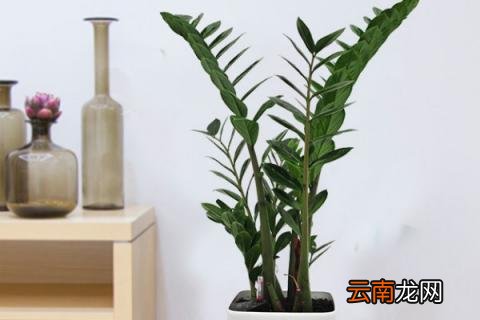 金钱树应该怎么用土
