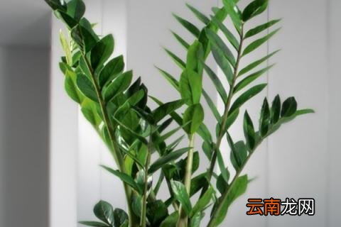 金钱树树干萎缩了怎么办