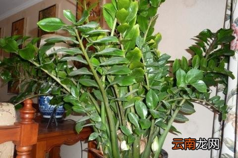 金钱树树干萎缩了怎么办