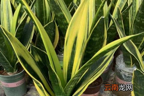 虎皮兰过冬怎样套袋