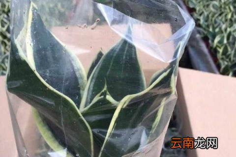 虎皮兰过冬怎样套袋