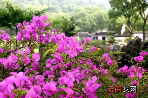 三角梅冬季养护方法