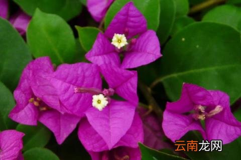 三角梅冬季养护方法