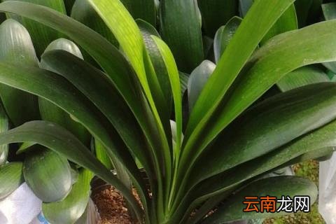 君子兰最低耐寒温度