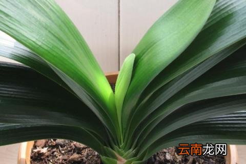 君子兰最低耐寒温度