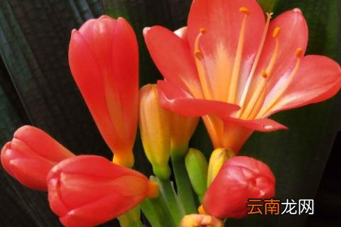 君子兰叶片不平整有褶皱什么原因