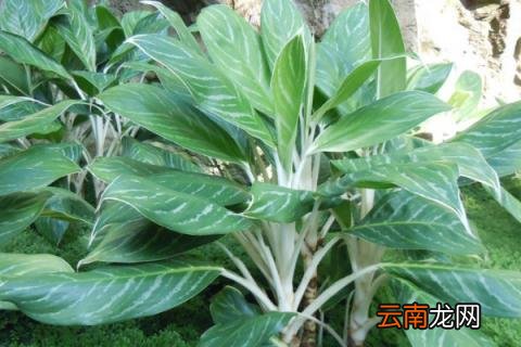 万年青放哪