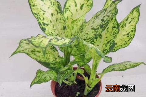 万年青放哪