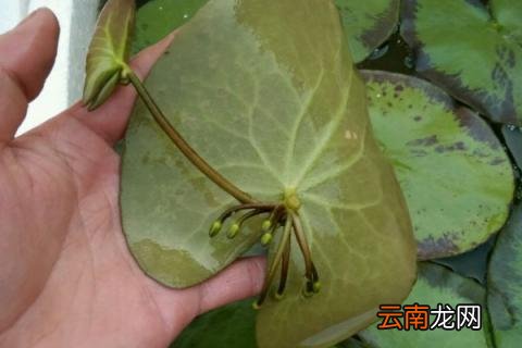 一叶莲水培怎么换水