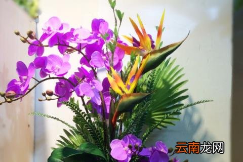 蝴蝶兰怎样预防软腐