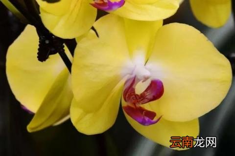 蝴蝶兰怎样预防软腐