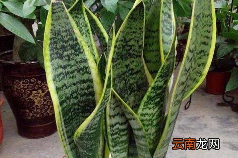 虎皮兰冬季的养殖方法和注意事项