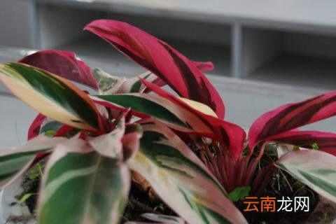 虎皮兰冬季的养殖方法和注意事项