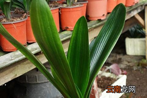 君子兰冬天怎样管理