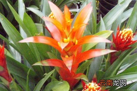 鸿运当头多久换一次水