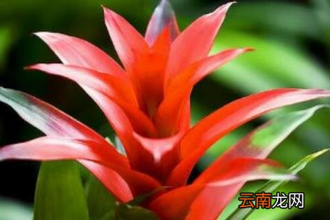 鸿运当头多久换一次水