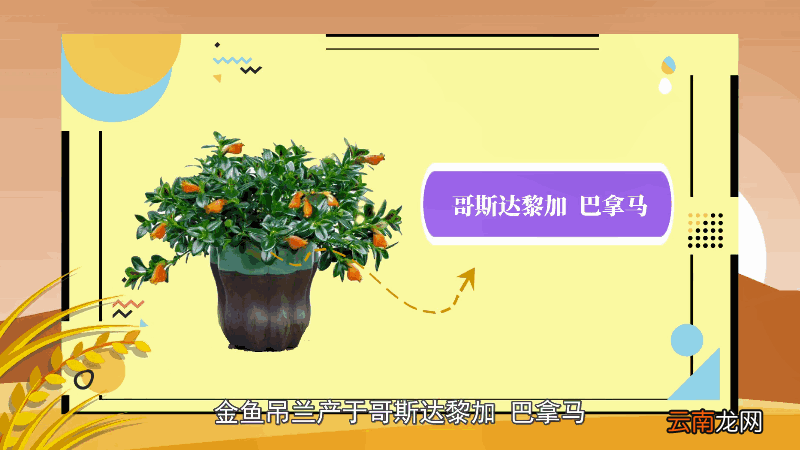 金鱼吊兰的养殖方法和注意事项 金鱼吊兰的养殖方法和注意事项有哪些
